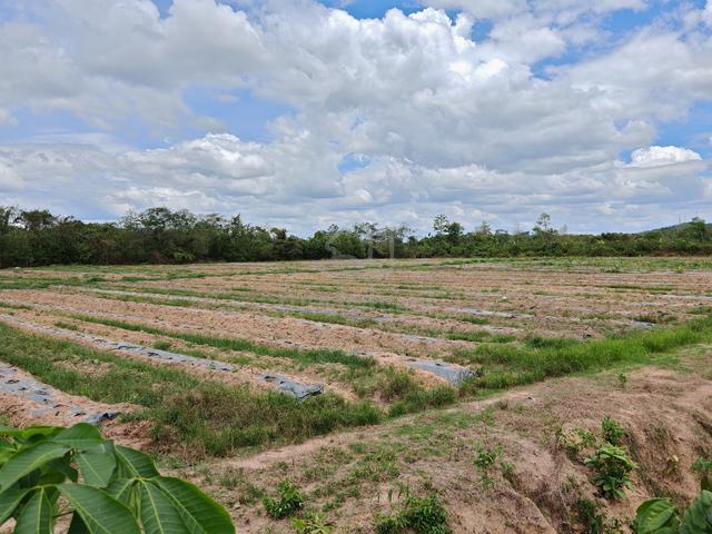 FREEHOLD NON BUMI LOT 3 Lots Agriculture Land Pokok Sena For Sale 1
