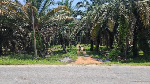 Kebun kelapa Sawit Tepi jalan besar (Pokok 12 tahun) 1