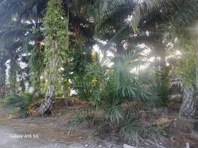 1Rood of an-Agricaltural Land in Sg.Lang Tengah under GM of Kelanang 1