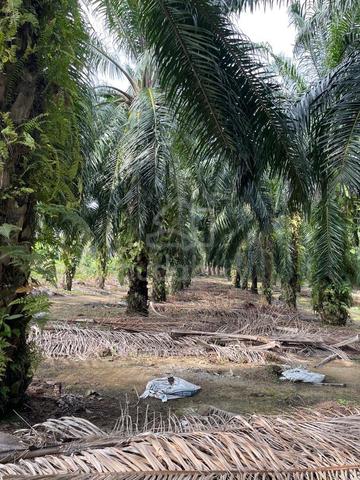 Merlimau 6 Acres Palm Oil Land for Sale 1