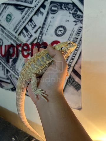 Bearded Dragon - photo 2 of 2