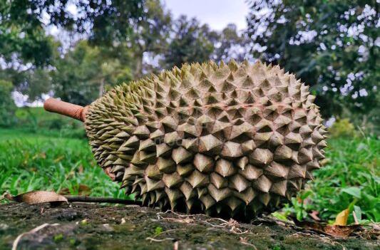 DUSUN TERNAKAN & DURIAN land for lease 1