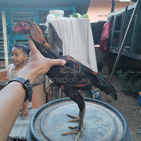 Carousel Image