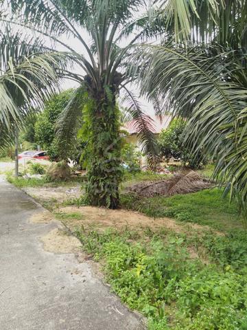 Tanah Kampung dan Sawit Lubuk Buntar 1