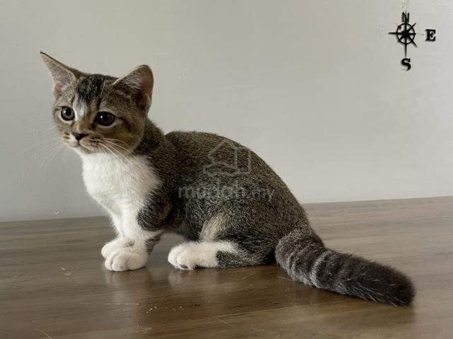 Munchkin Standard (Male) - photo 4 of 6