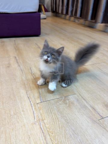Bicolor Munchkin kitten - photo 2 of 6