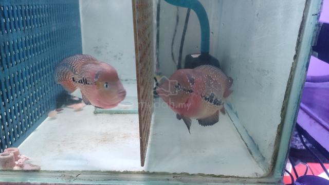 Carousel Image