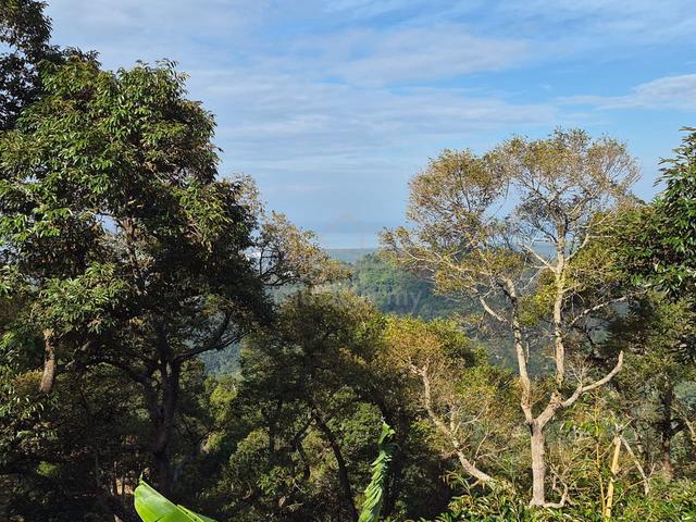 Good Deal Durian Orchard Land 296868 sq ft at Balik Pulau Penang 1