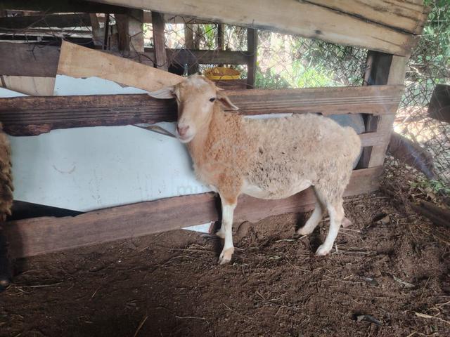 Carousel Image Selected