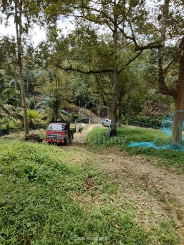 8.16 acres 100 old durian trees 1