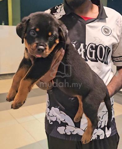 Rottweiler - photo 2 of 5