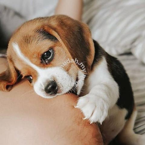 how much is a beagle puppy