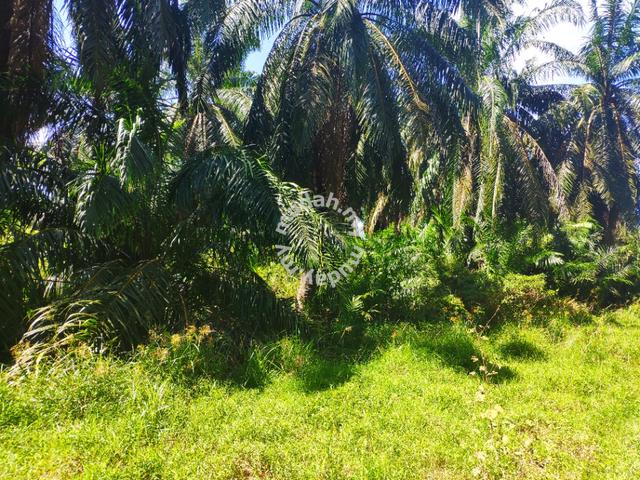2.65Acres of Palm Oil Land in Pinang Tunggal For Sale 5