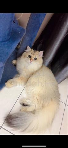 BSH For Rehome - photo 4 of 6