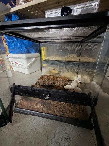 Exoterra enclosure tank - photo 3 of 3