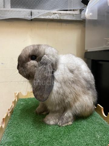 holland lop sable point - Pets for sale in Kuantan, Pahang