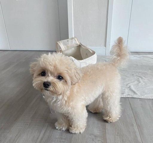 Carousel Image Selected