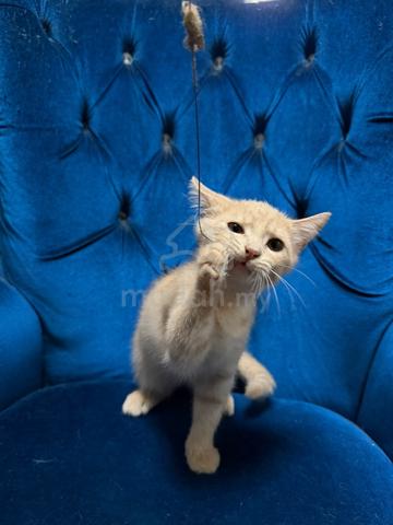 Anak Kucing Comel utk Dijual (Umur 4 Bulan) - photo 2 of 6
