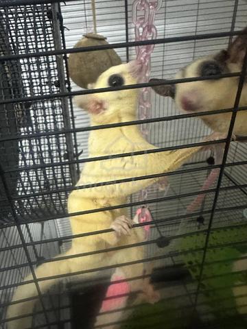 sugar glider - photo 3 of 6