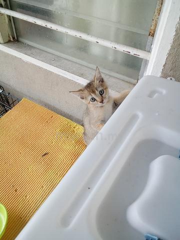 BSH GOLDEN KITTEN (color25) - photo 3 of 6