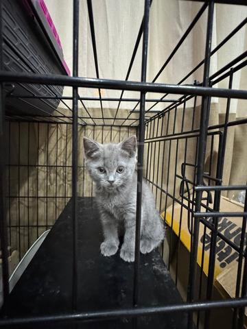 British Shorthair (Big Bone) - photo 2 of 5