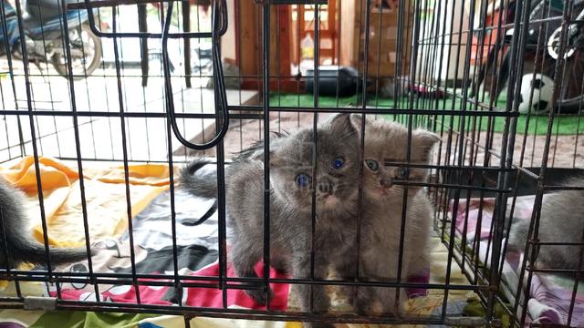 bsh Scottish  - photo 2 of 4