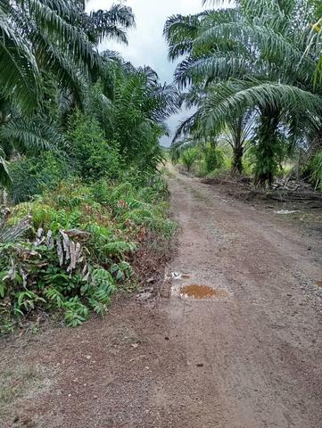 Near Jimah Power/ Existing Palm Oil/Located at Port Dickson /3.17Acre 1