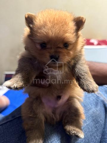 Pomeranian - photo 3 of 3