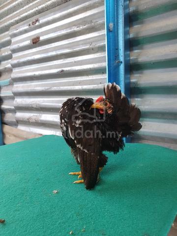 serama sepasang - photo 4 of 6