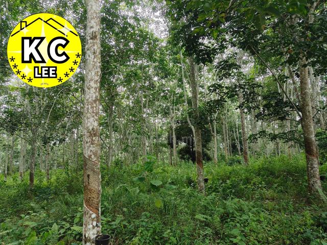 5.03 Acres Agricultural Land For Sale | Sauk |Perak 3