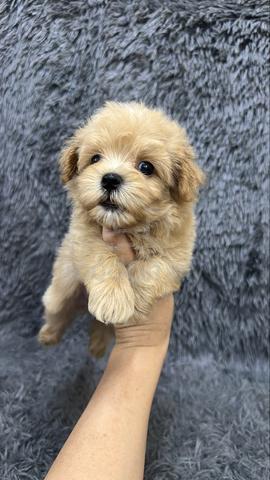 Maltipoo Male n Female Puppies M&F - photo 4 of 4