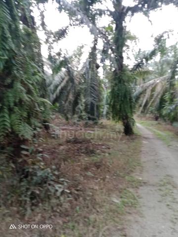 Tanah untuk dijual 1