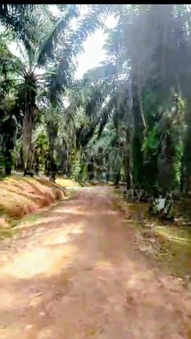Aset Tanah Berskala Besar di Kota Tinggi Freehold International 216Ac 1