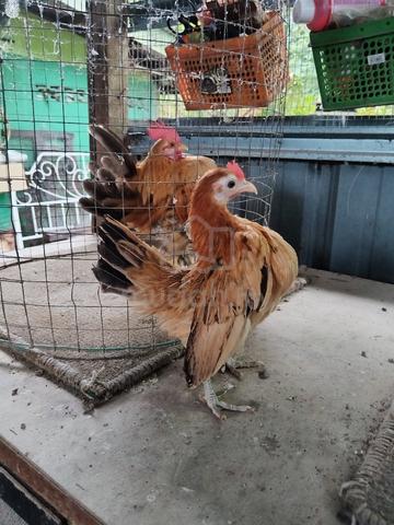 Ayam Serama - photo 4 of 5
