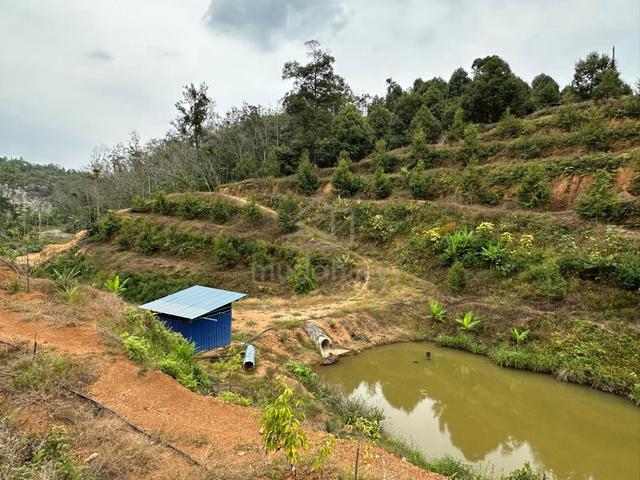Durian Plantation with WATERFALL BELOW MARKET INVESTMENT Cheroh Raub 1