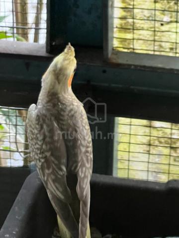cockatiels - photo 5 of 5