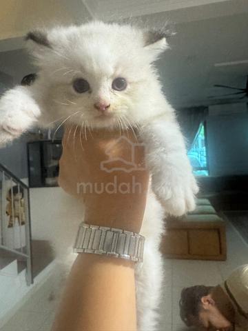 Ragdoll Kitten - photo 2 of 4