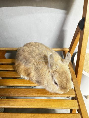 Netherlands Dwarf - photo 4 of 4