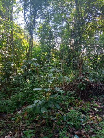 Tanah Kosong Agriculture 5.56 ekar Kg Bt9 Kuala Lipis Freehold 2
