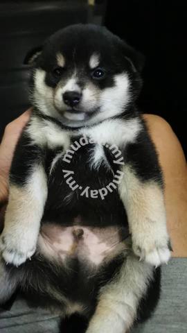 Black shiba sale price