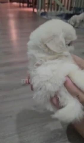 Shih Tzu mix Pomeranian Shihpom Male female - photo 4 of 4
