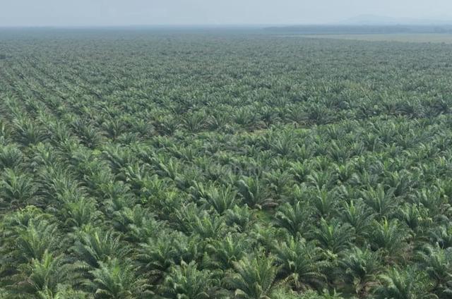 Ladang Sawit Di Sarawak 1