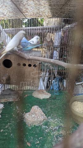 Carousel Image
