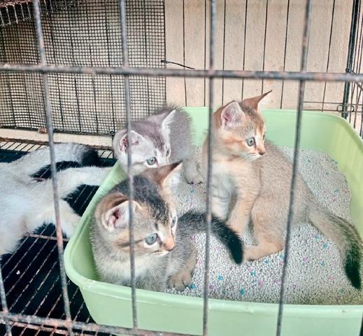 KITTEN BSH TABBY harga KOMBO  - photo 3 of 3