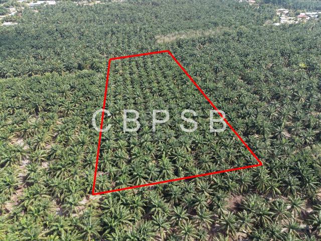 Oil Palm Land Parit Sulong For Sale 1