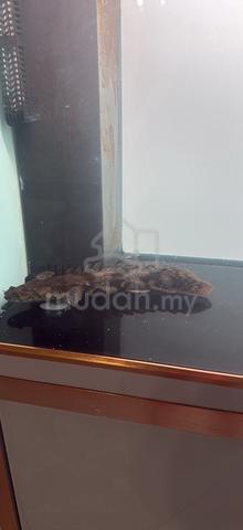 ENDLICHERI BICHIR 14-15inch - photo 2 of 3