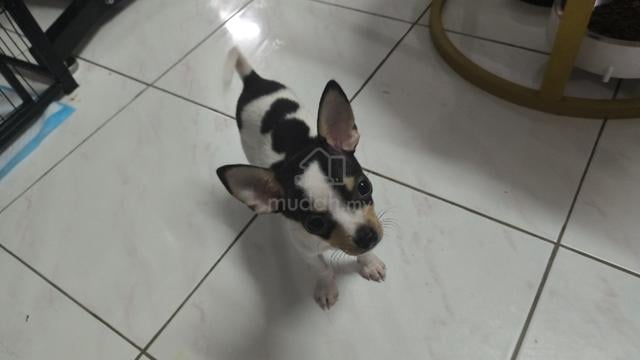 special offer Chihuahua puppy (Male) - photo 3 of 5