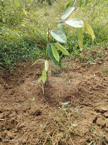 Tanah Kebun Murah Sik  2