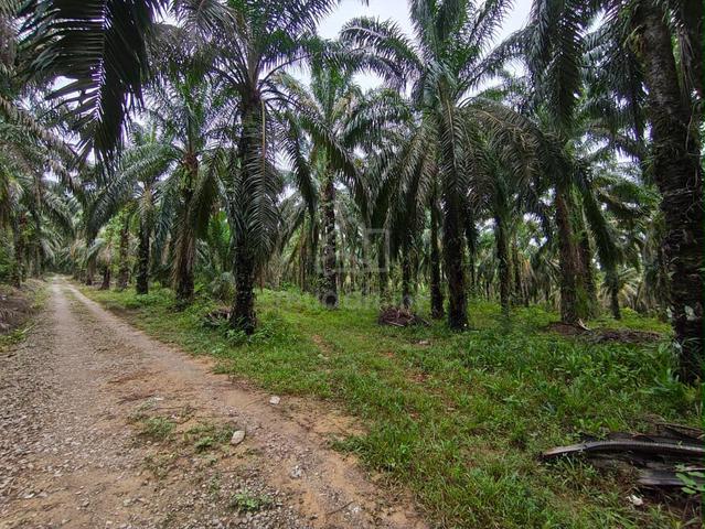 4.12 Acres Agricultural Land Oil Palm Near Main Road at Bentong 1
