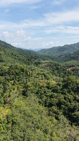 Tanah Pertanian Luas Untuk Dijual Di Jeli (Mukim Belimbing) 1